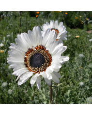 Arctotis Jaffa Ice Mix