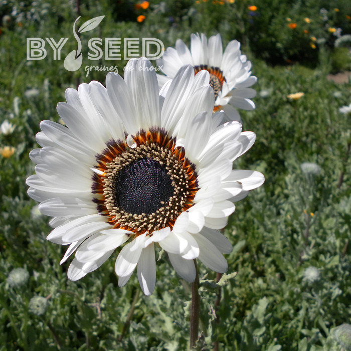 Arctotis Black and White