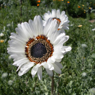 Arctotis Black and White