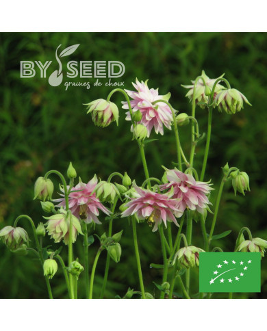 Ancolie Nora Barlow BIO