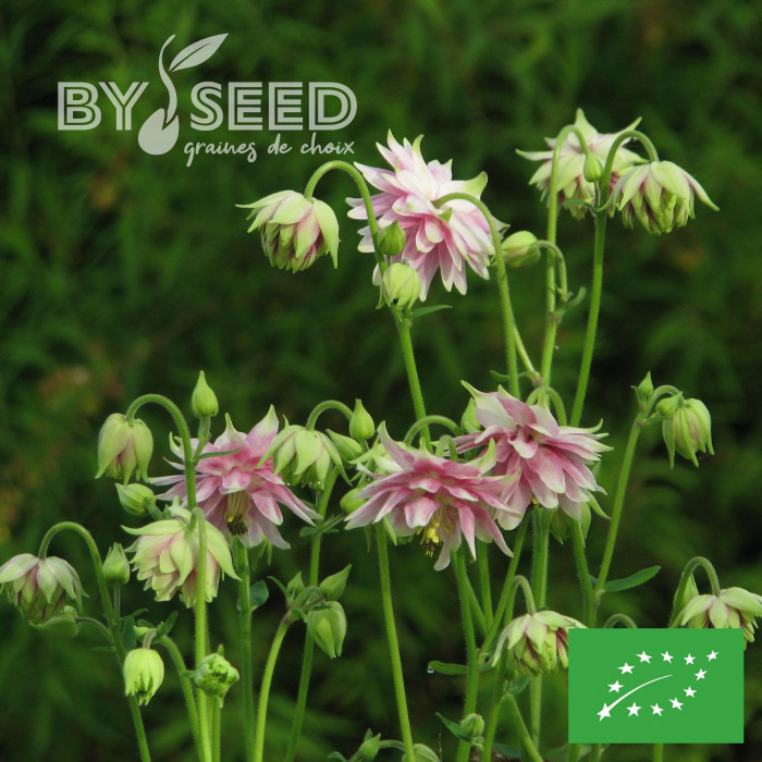 Ancolie Nora Barlow BIO