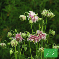 Ancolie Nora Barlow BIO