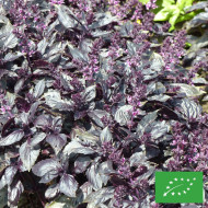 Basilic Red Rubin BIO