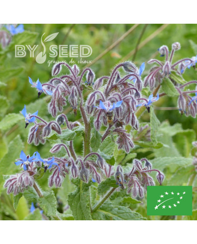 Bourrache officinale bleue BIO