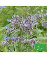 Bourrache officinale bleue