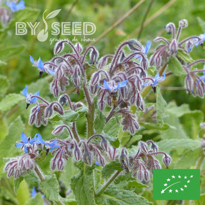 Bourrache officinale bleue BIO