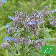 Bourrache officinale bleue BIO