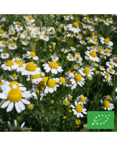Camomille allemande BIO (Matricaria recutita)