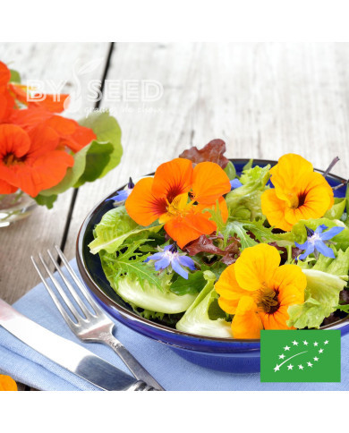 Capucine grimpante à fleurs simples Mix BIO