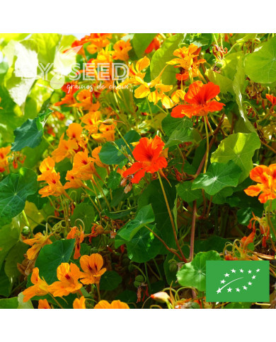 Capucine grimpante à fleurs simples Mix BIO