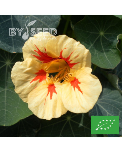 Capucine naine Peach Melba (superior) BIO