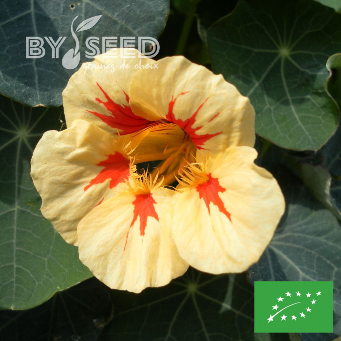 Capucine naine Peach Melba (superior) BIO