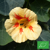 Capucine naine Peach Melba (superior) BIO