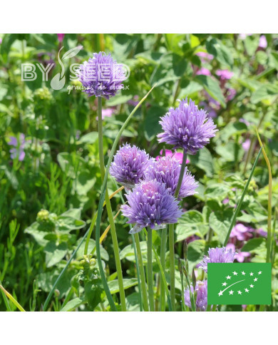 Ciboulette commune BIO