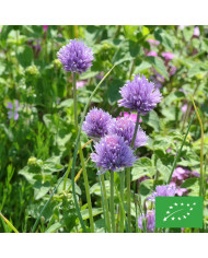 Aubriète Royal Violet