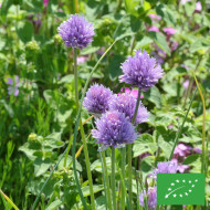 Ciboulette commune BIO