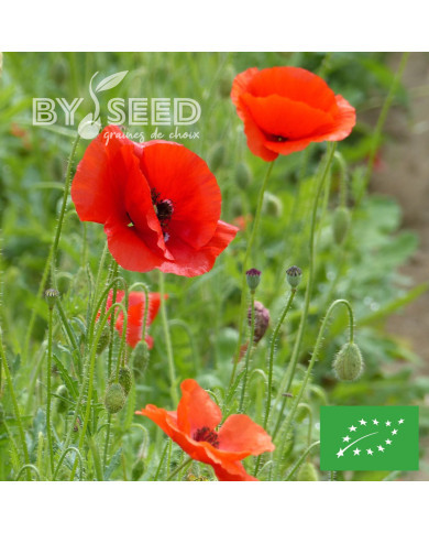 Coquelicot à grande fleur rouge BIO