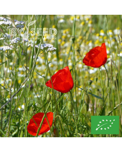 Coquelicot à grande fleur rouge BIO