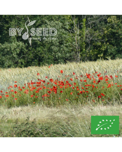 Coquelicot Pavot des Moissons BIO