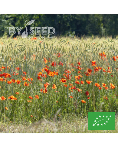 Coquelicot Pavot des Moissons BIO