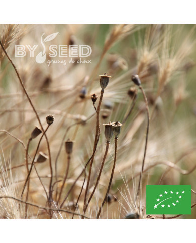 Coquelicot Pavot des Moissons BIO