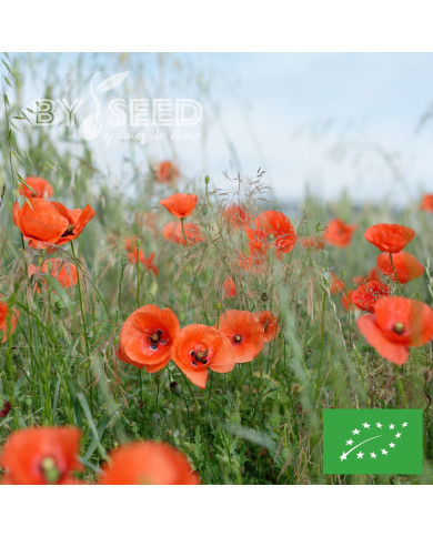 Coquelicot Pavot des Moissons BIO