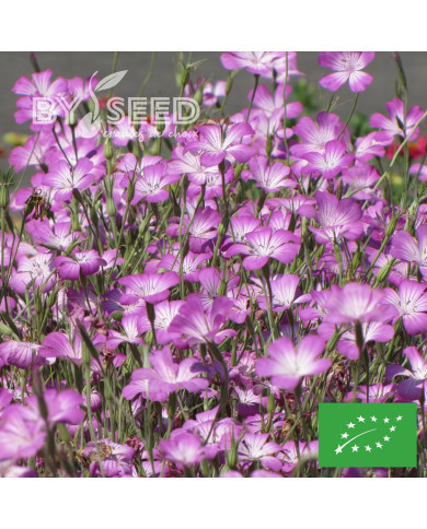 Coquelourde Milas BIO