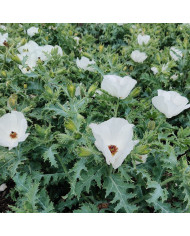 Armeria maritima Splendens rose - Gazon d'Espagne