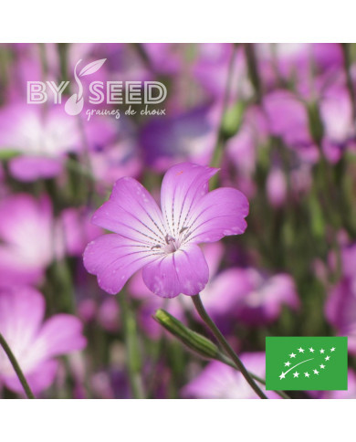 Coquelourde Milas BIO