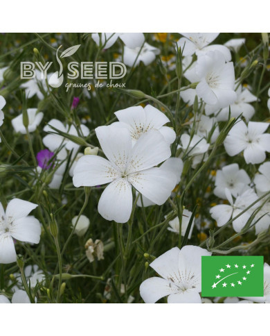 Coquelourde Ocean Pearls BIO