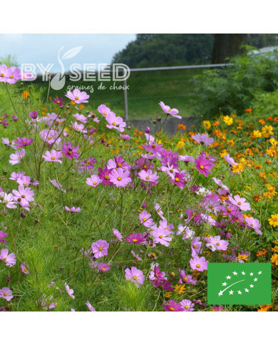 Cosmos Sensation mix BIO