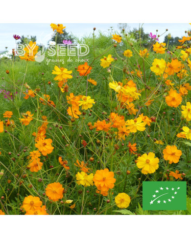Cosmos sulphureus Bright Lights Mix BIO