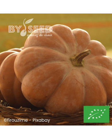 Courge musquée Muscade de Provence BIO