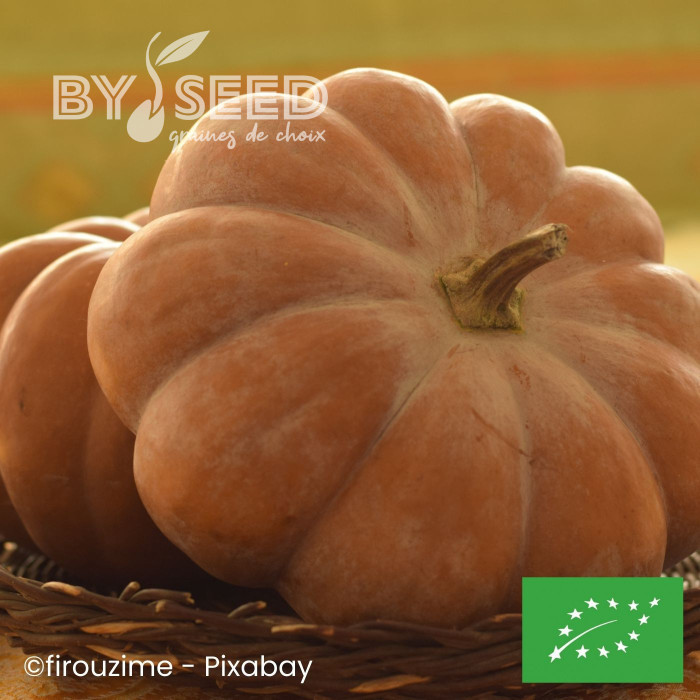 Courge musquée Muscade de Provence BIO
