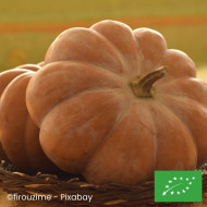 Courge musquée Muscade de Provence BIO