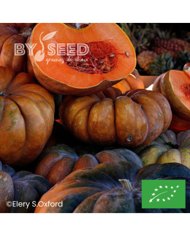 Courge musquée Muscade de Provence BIO