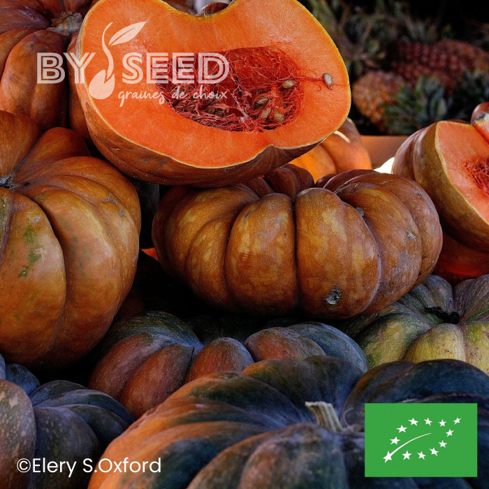 Courge musquée Muscade de Provence BIO