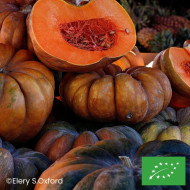 Courge musquée Muscade de Provence BIO
