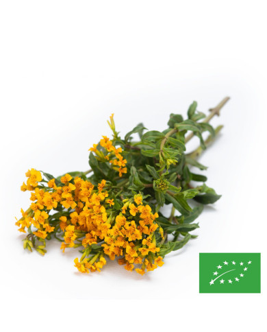 Estragon du Mexique - Tagetes lucida BIO