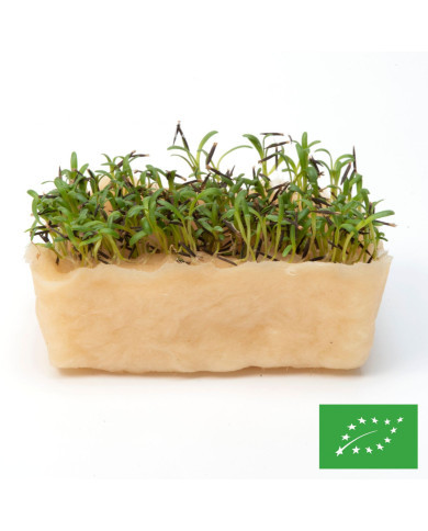 Estragon du Mexique - Tagetes lucida BIO