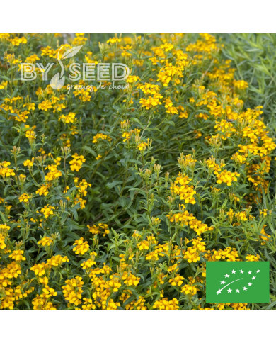 Estragon du Mexique - Tagetes lucida BIO