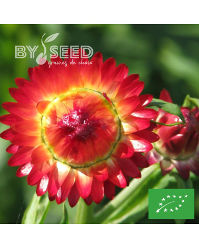 Immortelle à bractées Fireball BIO