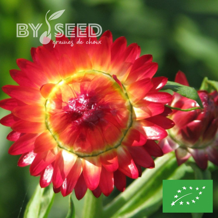 Immortelle à bractées Fireball BIO