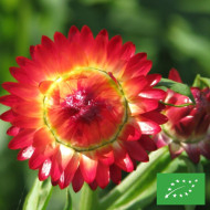 Immortelle à bractées Fireball BIO