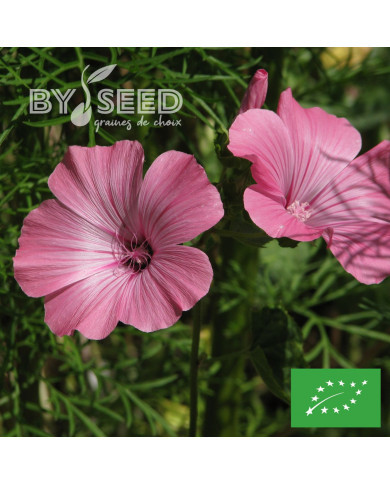 Lavatère annuelle Loveliness rose BIO