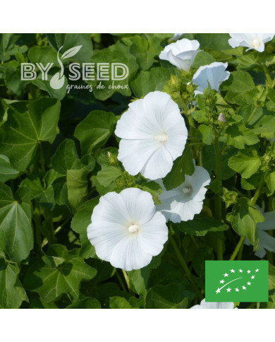 Lavatère annuelle Mont Blanc BIO