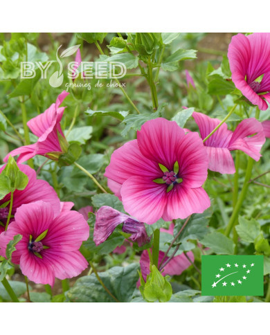 Malope trifida Purple BIO