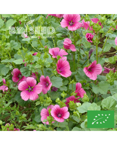 Malope trifida Purple BIO