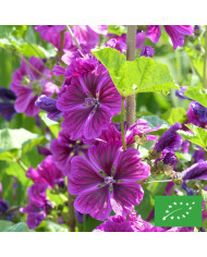Malva sylvestris Zebrina