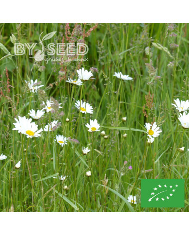 Marguerite des Prés - Leucanthemum vulgare (fleur sauvage) BIO